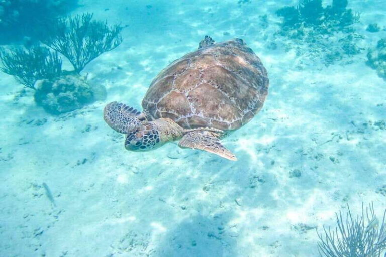 Half Day Semiprivate Snorkeling Tour with Turtles & Cenote - An In-Depth Look at the Experience