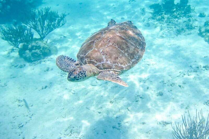 Half Day Semiprivate Snorkeling Tour with Turtles & Cenote - An In-Depth Look at the Experience