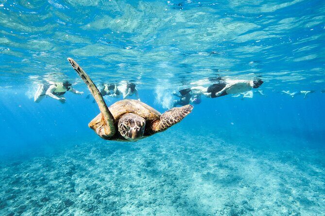 Hawaii Snorkeling with Turtles Boat Tour in Waikiki - Additional Marine Encounters