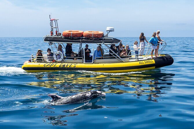 High Speed Zodiac Whale Watching Safari from Dana Point - The Vessel and the Speed — What Makes It Special