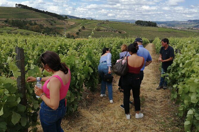Hiking Through Douro Valley Wine Region - The Experience of Walking in the Douro Valley