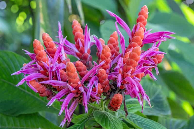 Hilo: Gardens, Waterfalls & Farmers Market Shore Excursion