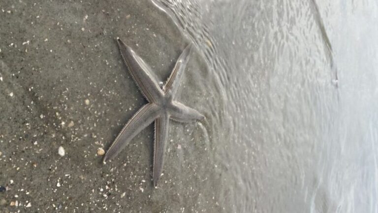 Hilton Head Island: Disappearing Island and Dolphin Tour - The Sum Up