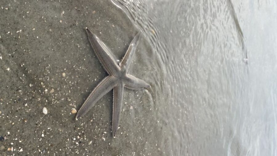 Hilton Head Island: Disappearing Island and Dolphin Tour
