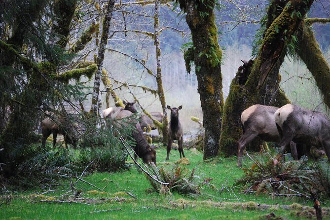 Hoh Rain Forest and Rialto Beach Guided Tour in Olympic National Park - What to Expect on This Full-Day Adventure
