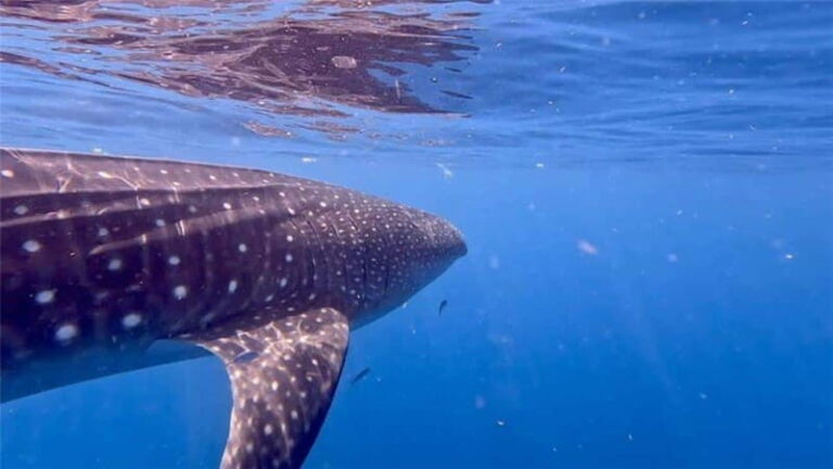 Holbox: Whale Shark and Catoche Island Tour with Snorkeling - The Experience: What You Will Love