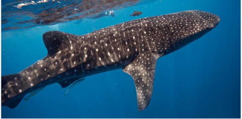 Holbox: Whale Shark Snorkeling Tour - What to Expect from the Whale Shark Snorkeling Tour
