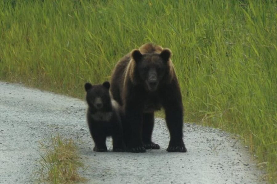 Hoonah: Chichagof Island Brown Bear Search - Why the Guides Make the Difference