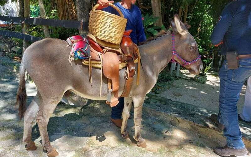 Horseback riding at Rancho Bonanza and Cenote swim - Visiting the Cenote: A Refreshing Finish