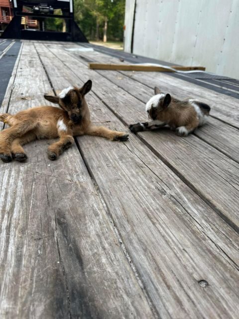 Houston: Adorable mini goats experience e - The Itinerary Breakdown