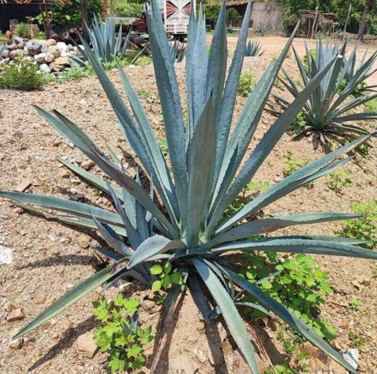 Huatulco: Private Mezcal Factory Experience - A Closer Look at the Itinerary