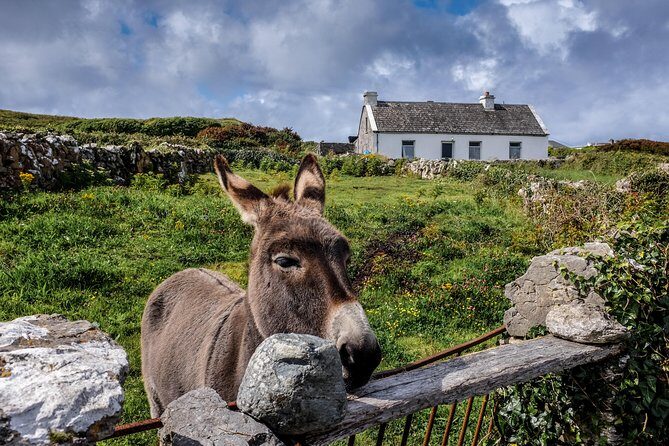 Inis Mór (Aran Islands) Day Trip: Return Ferry from Rossaveel, Galway - Exploring Inis Mór at Your Own Pace
