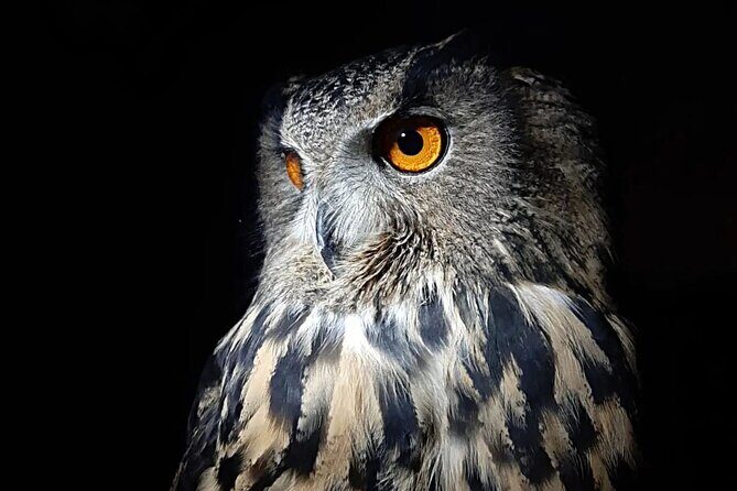 Interactive Educational Course on Birds of Prey - Final Verdict: Who It’s Perfect For