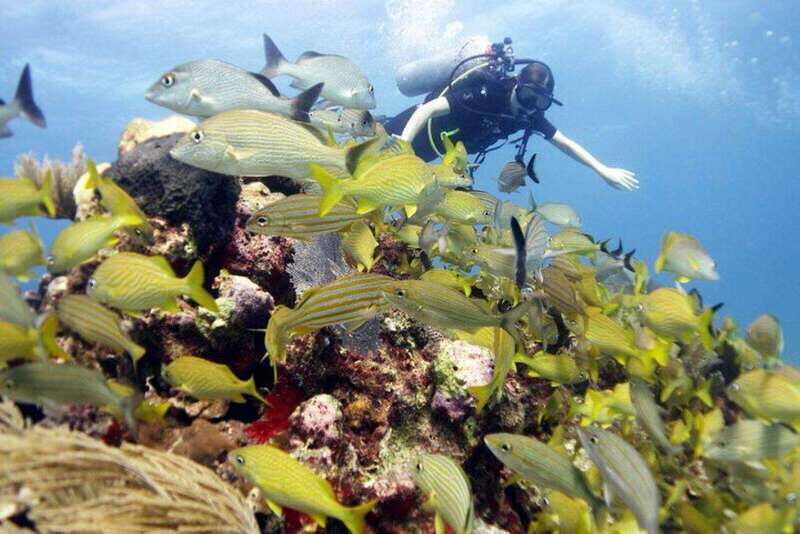 Isla Mujeres: PADI Open Water Diver Course - The Marine Environment & Scenery