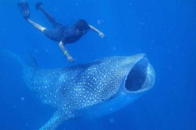 Isla Mujeres - Whale Shark and Manta Ray Snorkeling - The Experience in Detail