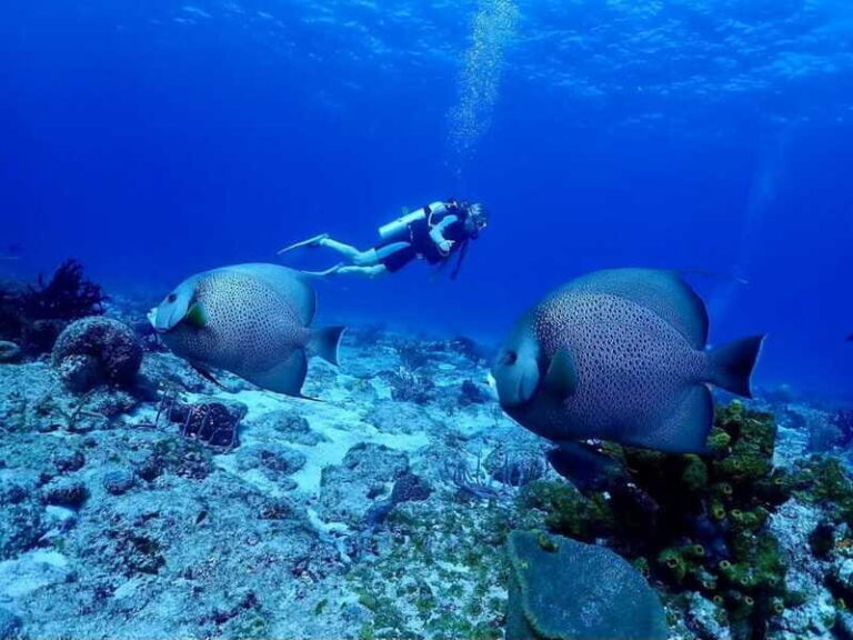 Ixtapa: Nighttime Underwater Exploration at Piedra Solitaria - Detailed Breakdown of the Tour