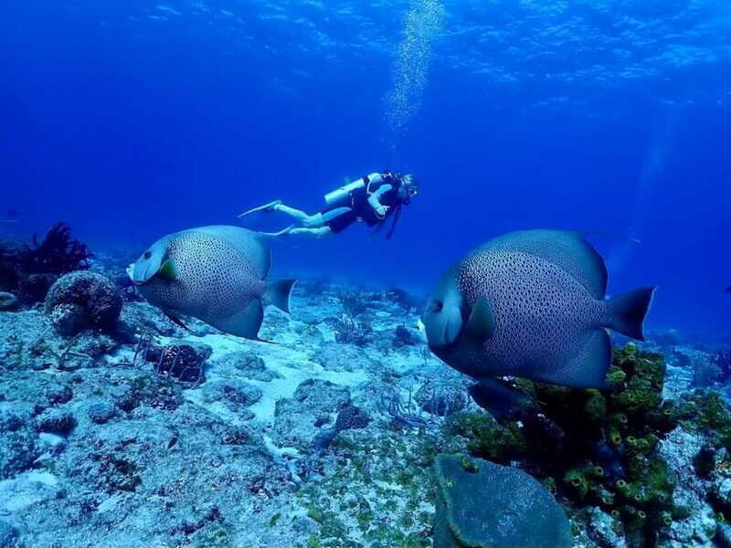 Ixtapa: Nighttime Underwater Exploration at Piedra Solitaria - Detailed Breakdown of the Tour