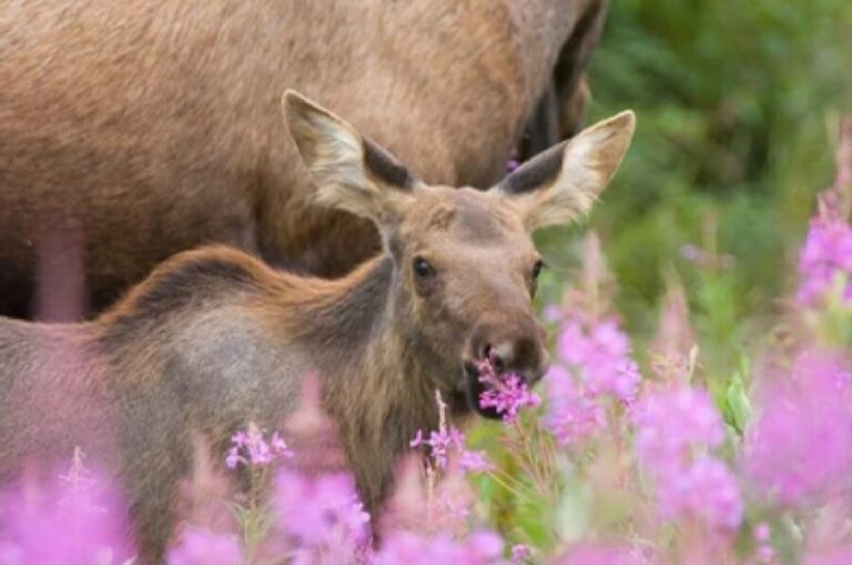 Jackson: Grand Teton National Park Guided Wildlife Tour - Pricing and Value
