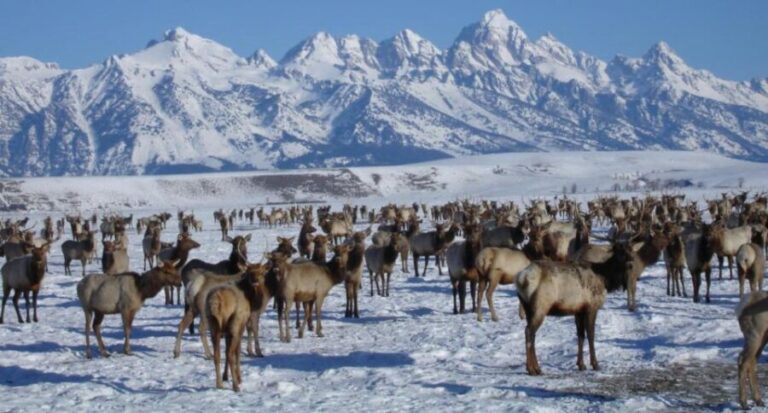 Jackson Hole: National Elk Refuge Sleigh Ride - The Guides and Their Role