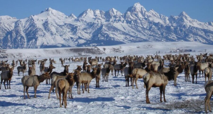 Jackson Hole: National Elk Refuge Sleigh Ride - The Guides and Their Role