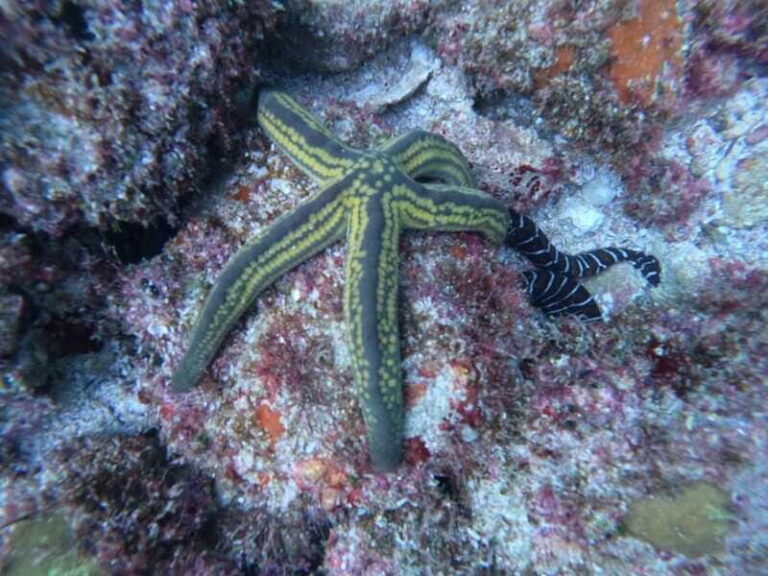 Jalisco: Scuba Diving at Los Arcos for Certified Divers - Who Should Sign Up?