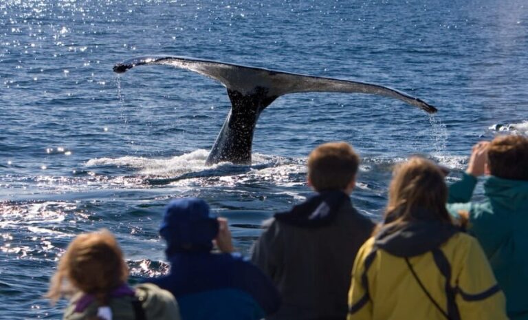 Juneau: Whale Watching and Wildlife Cruise with Local Guide - The Itinerary: What You Can Expect