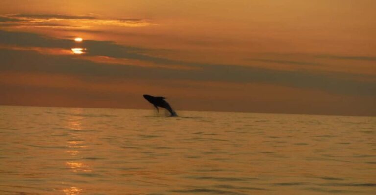 Kailua-Kona: Dolphin Watch & Double-Reef Snorkel Tour - What to bring and consider