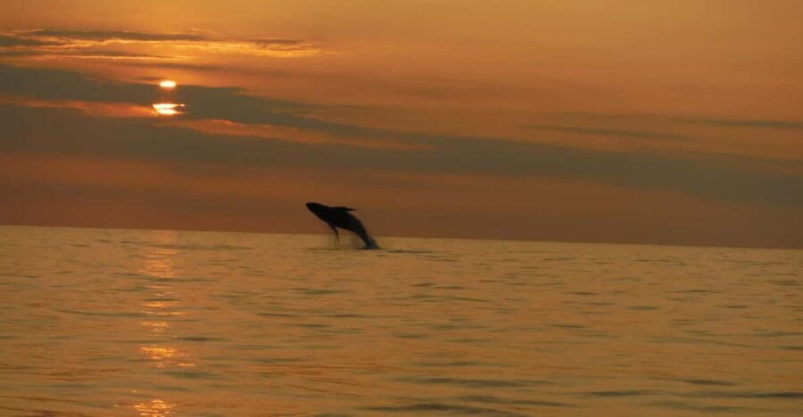 Kailua-Kona: Dolphin Watch & Double-Reef Snorkel Tour - What to bring and consider
