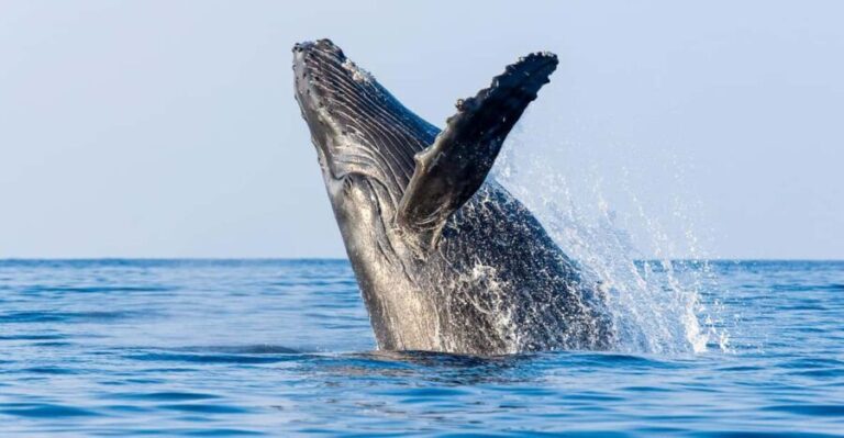 Kailua-Kona: Whale Watching Cruise on the Big Island - What to Expect During the Cruise