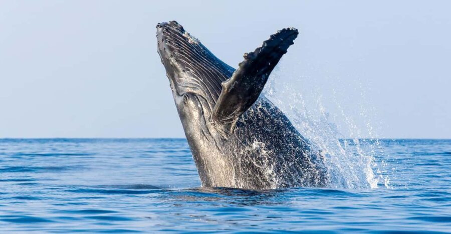 Kailua-Kona: Whale Watching Cruise on the Big Island - What to Expect During the Cruise