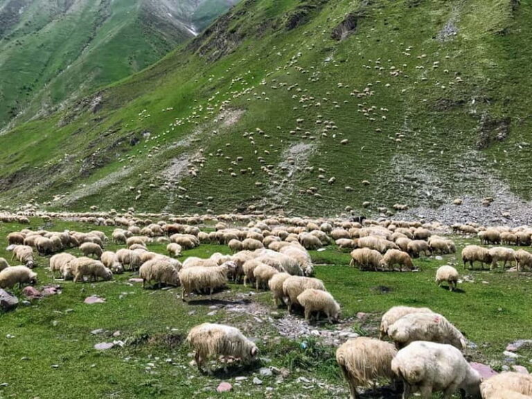Kazbegi, Stepantsminda, and Gudauri Tour - Transport, Duration, and Value