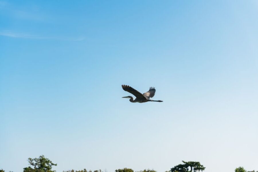 Kissimmee: Everglades Airboat Adventure Tour - Why this tour is worth considering