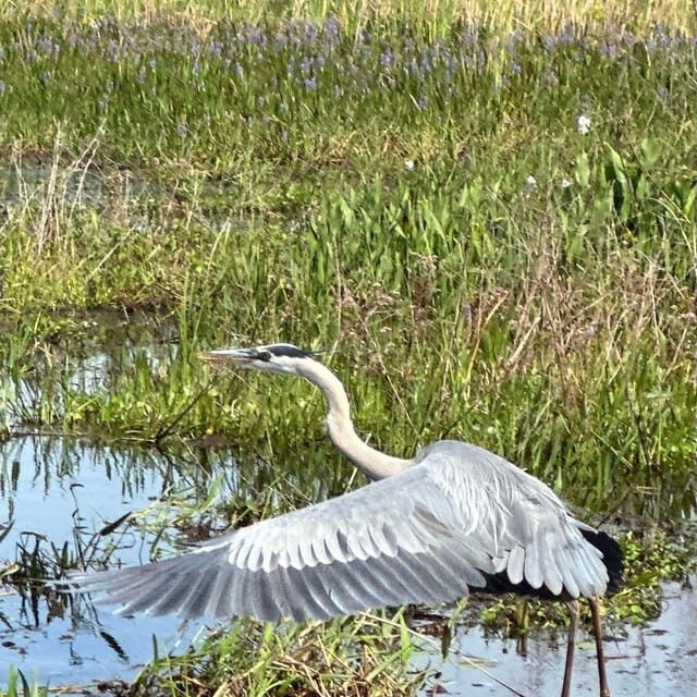 Kissimmee: Everglades Alligator and Wildlife Airboat Tour - Why This Tour Appeals to Travelers