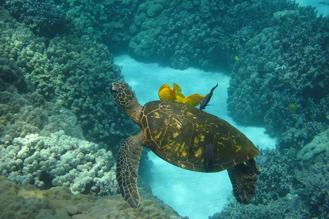 Kona's Deluxe Snorkel - Snorkel Captain Cook and Place of Refuge - The Value Proposition: Is It Worth It?