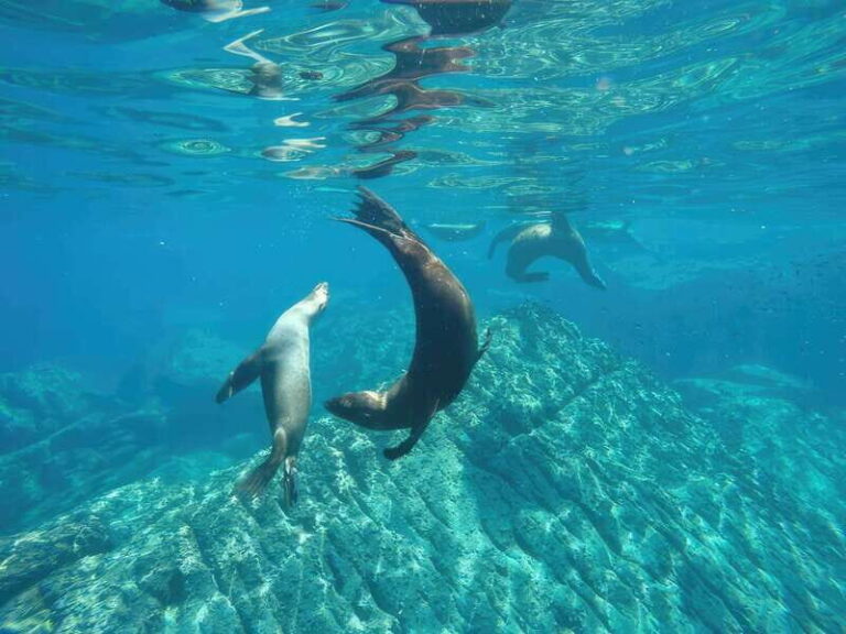 La Paz: Sea Lion Snorkeling at Espirtu Santo Island - Practical Tips for Your Trip