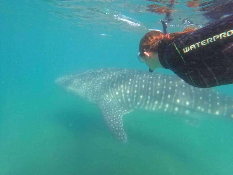 La Paz: Whale Shark Swimming Adventure with Marine Biologist - What Makes This Tour Stand Out?