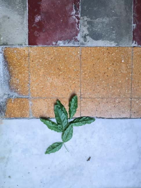 La Spezia - Tasting Around / walking tour - Savoring La Spezia’s Food Scene