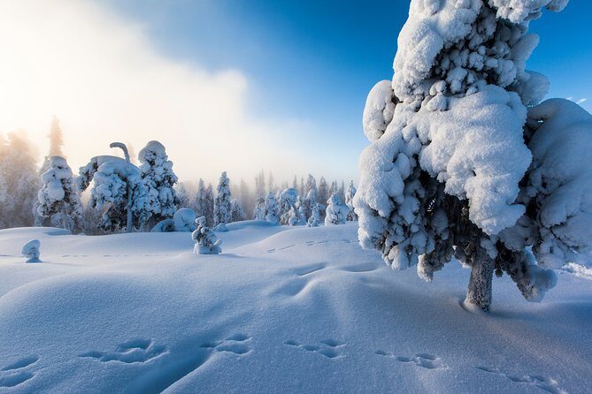 Lapland Snowmobile Safari from Levi - Authentic Experiences and Tips from Reviewers