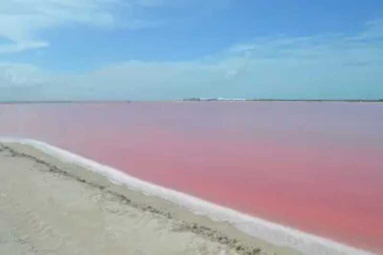 Las Coloradas + Rio Lagartos Private tour - Practical Details and Considerations