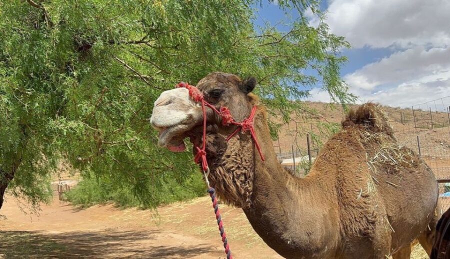 Las Vegas: Desert Camel Ride - Who Will Love This Experience?
