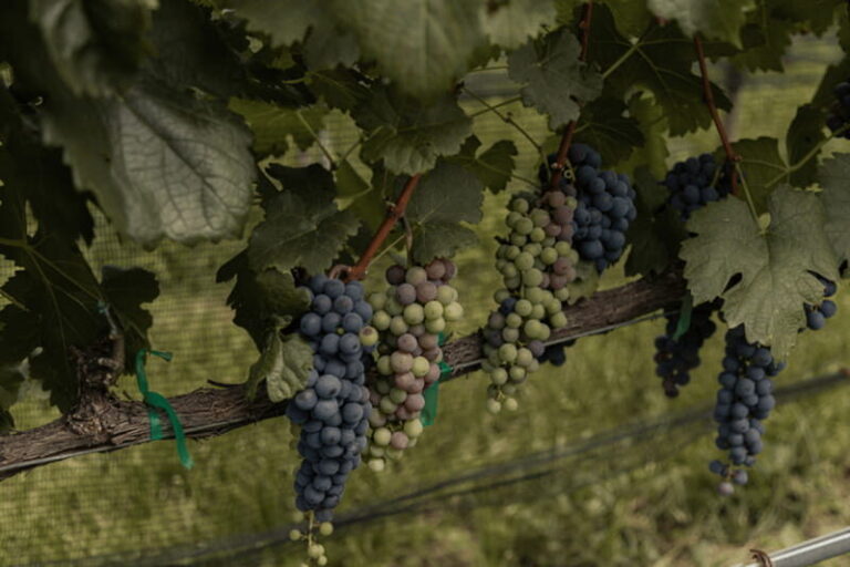 Leon: Tierra de Luz Vineyard Tour with Wine Tasting - Who Will Love This Tour?