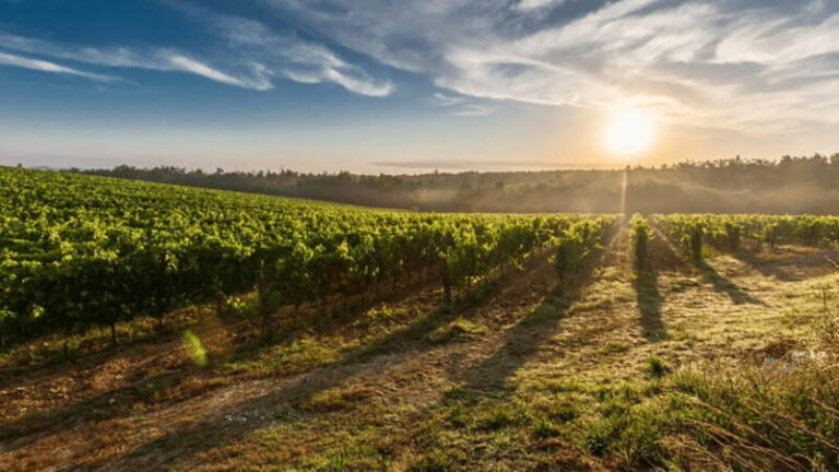 Leon: Viñedo Tierra de Luz Tour with Wine Tasting - Who Would Love This Tour?
