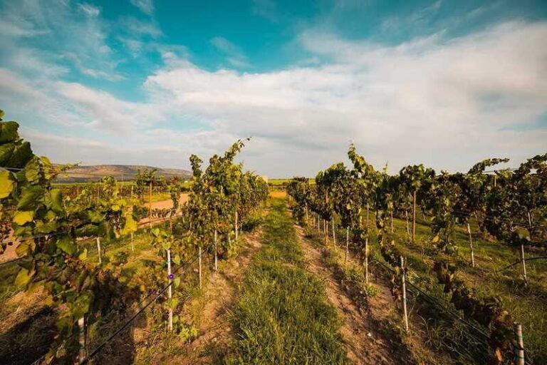 León: Wine Tasting & Vineyard Tour at Viñedo Jalpense - The Practical Details