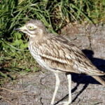Lima: guided tour of a nature reserve on the Rimac River - The Wetland Experience: Lagoons, Reeds, and Birds Galore