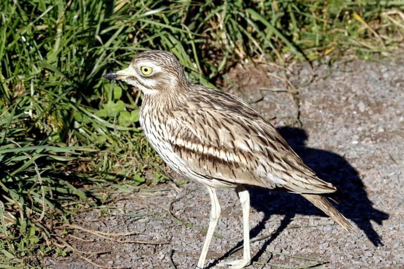 Lima: guided tour of a nature reserve on the Rimac River - The Wetland Experience: Lagoons, Reeds, and Birds Galore