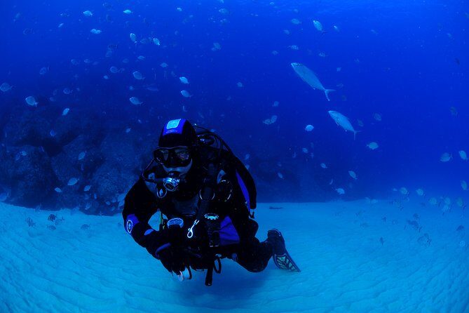 Lisbon Eco-Try Dive - Diving Baptism - Who Is This Tour Best For?