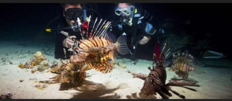 local scuba night dive - Why the Belize Night Dive at Hol Chan is a Must-Do