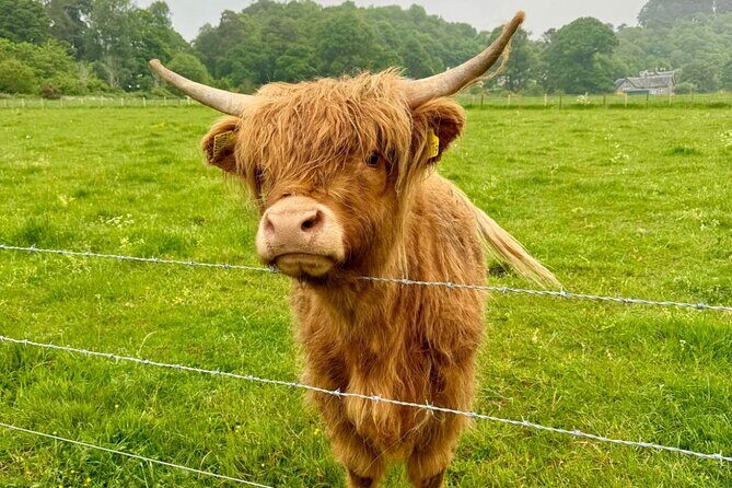 Loch Ness, Culloden, Clava and whisky/gin tour from Inverness. - Loch Ness: The Legend and the Landscape