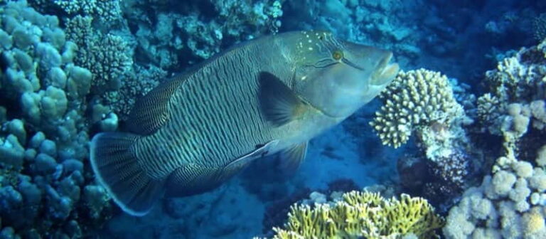 Los Cabos: 3-Hour Introductory Scuba Diving Adventure - What To Expect: A Step-by-Step Breakdown