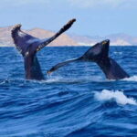 Los Cabos: ATV and Horseback Riding Tour - Detailed Itinerary Breakdown